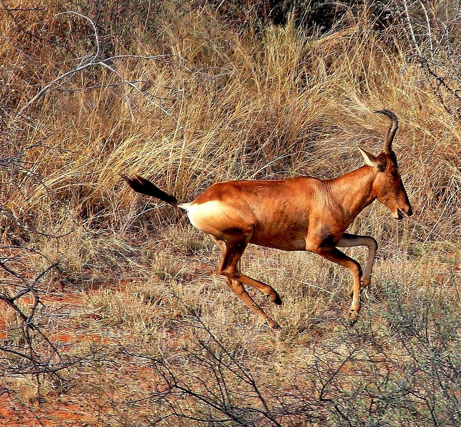 Red Hartebeest Lephale South Africa Photograph By Stacie Gary Fine