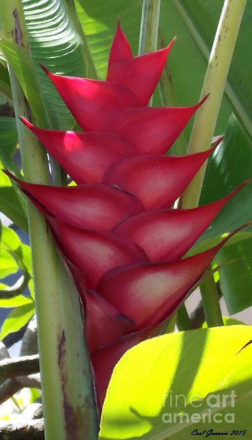 Red Hawaii tropical flowers  Digital Art by Carl Gouveia