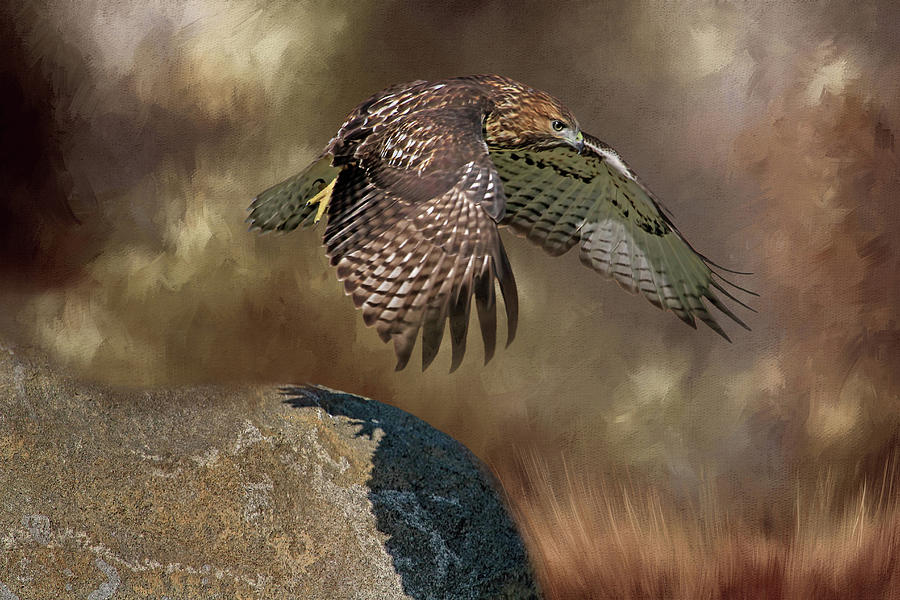 Red Hawk Down Photograph by Donna Kennedy