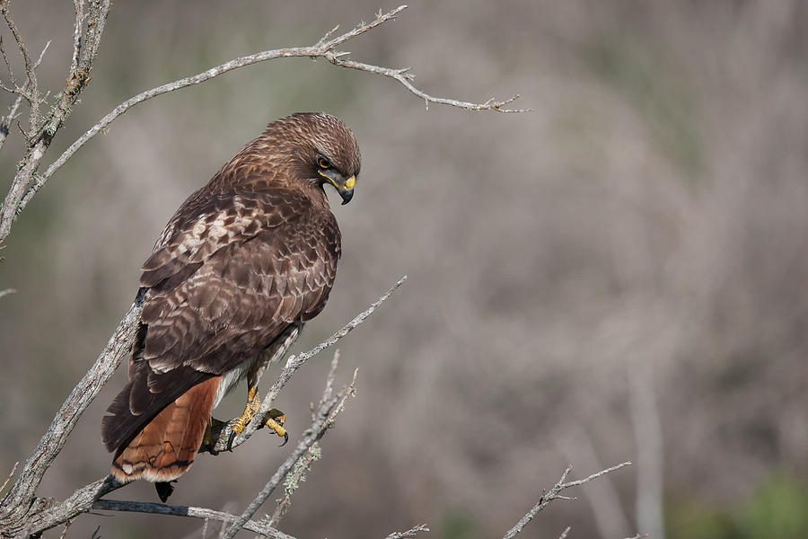 Red Hawk Photograph by Marek Kocan - Fine Art America