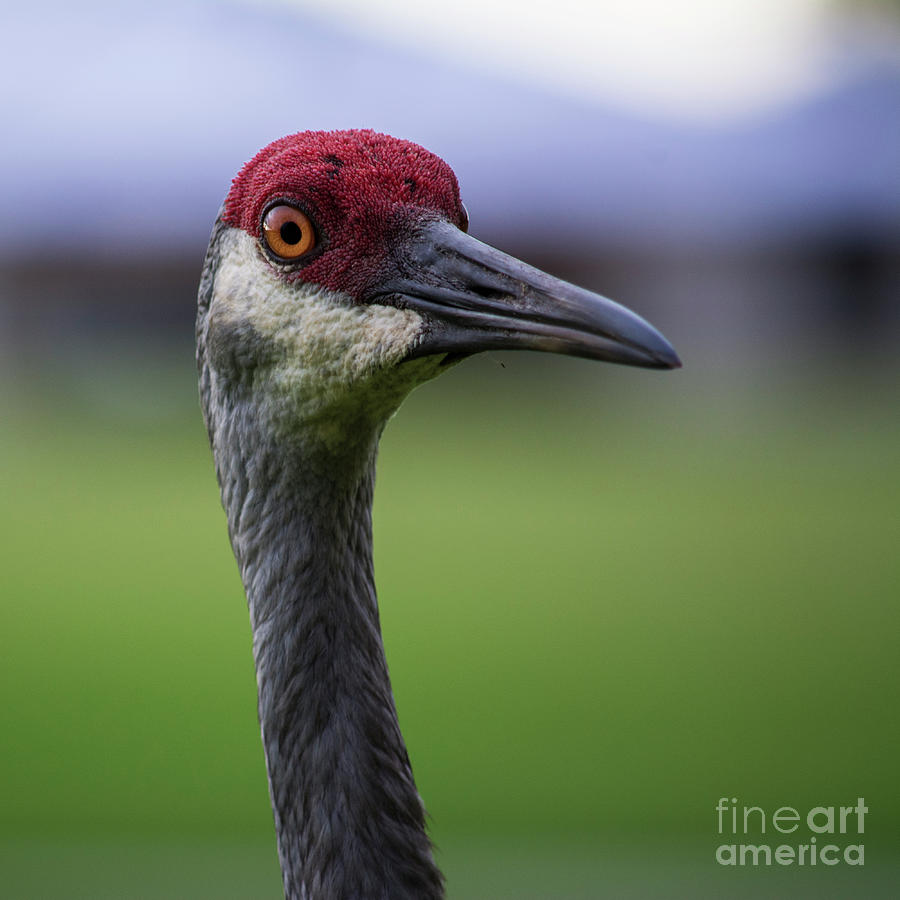 Red Head Bird Photograph by Brian Jones - Fine Art America