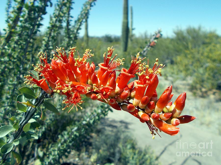 Saguaro National Park Photograph - Red Head by Jerry Bokowski