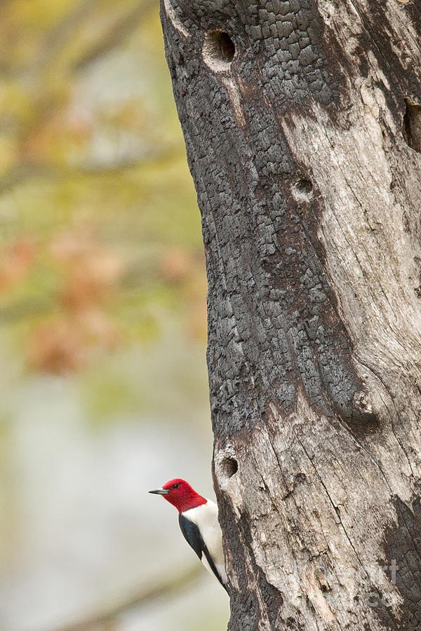 Red head on a Tree Photograph by Natural Focal Point Photography