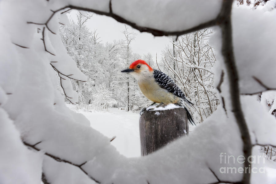 Red head surrounded by snow Photograph by Dan Friend