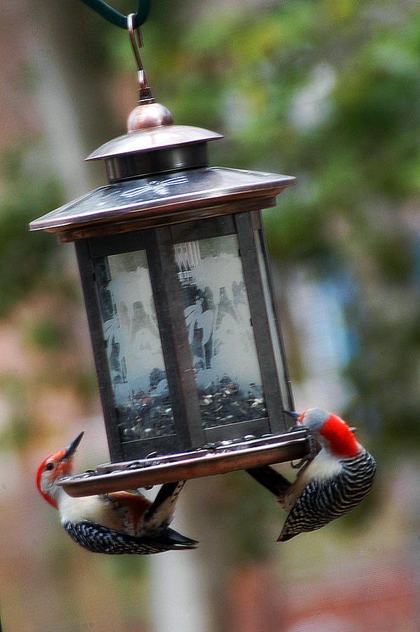 Red Head Wood Peckers on Feeder Photograph by Clayton Bruster