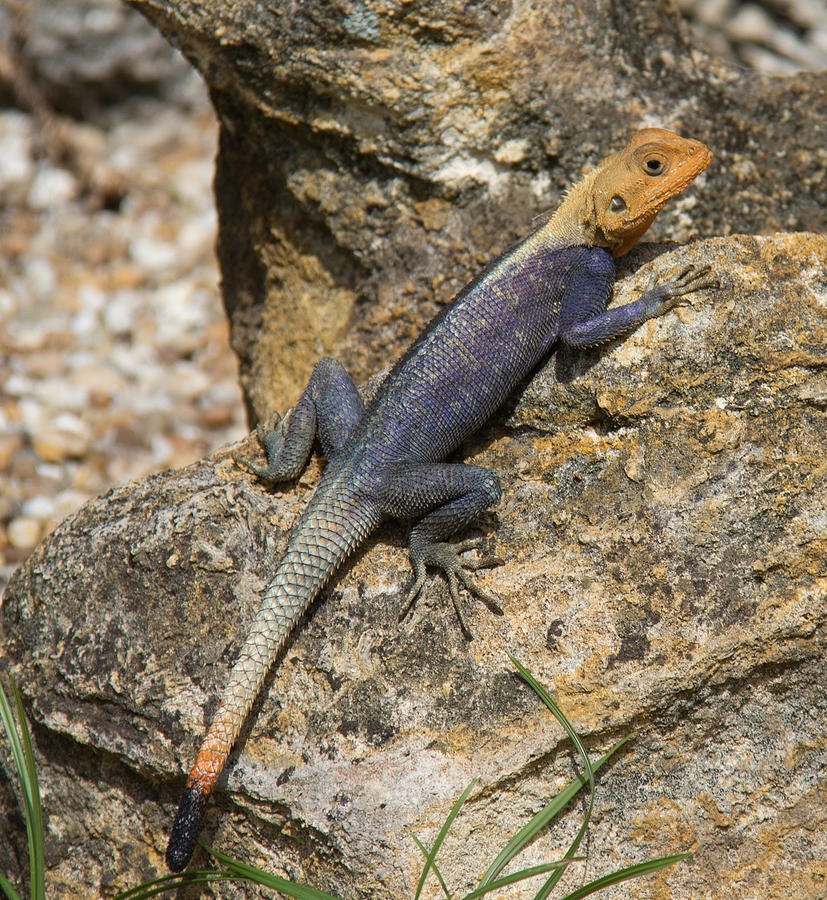 Red Headed Agama Photograph by Gregory Gendusa Fine Art America