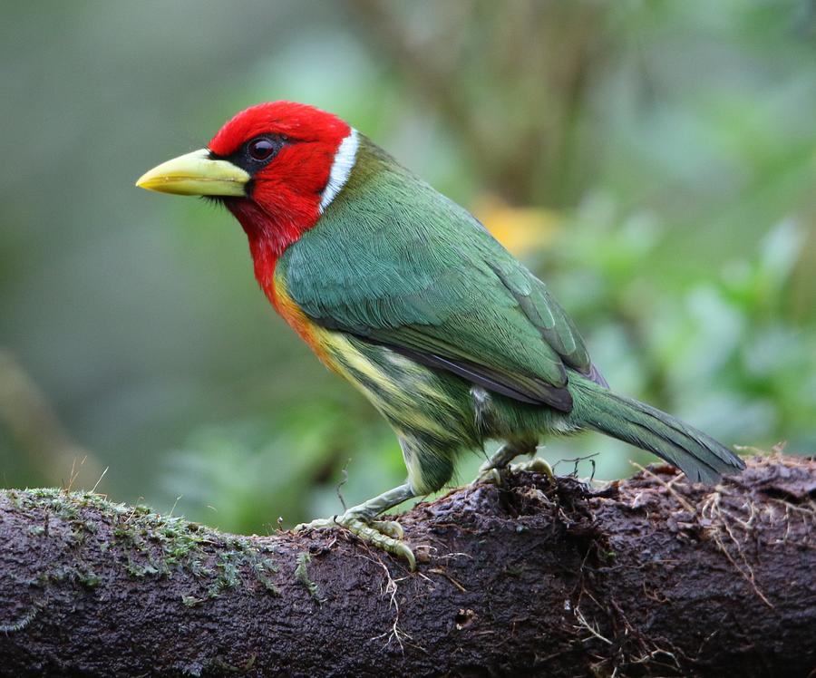 Red Headed Barbet Photograph By Dana Shypula