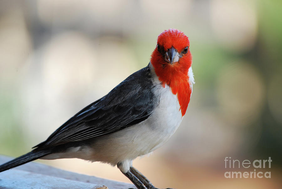 Red Headed Cardinal Bird Standing on a Railing Photograph by DejaVu Designs