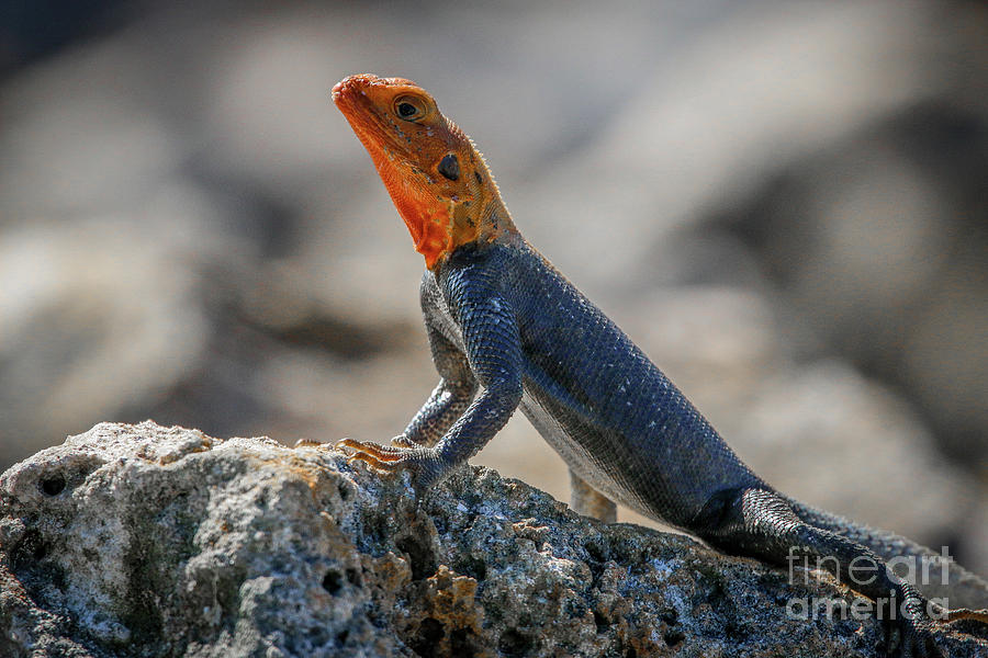Red Headed Lizard #1 Photograph by Tom Claud