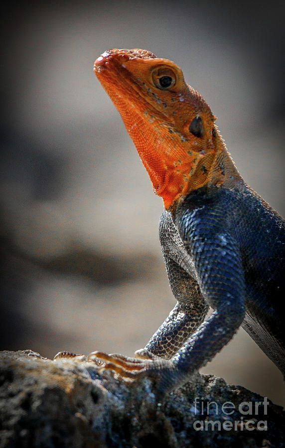 Red Headed Lizard #2 Photograph by Tom Claud
