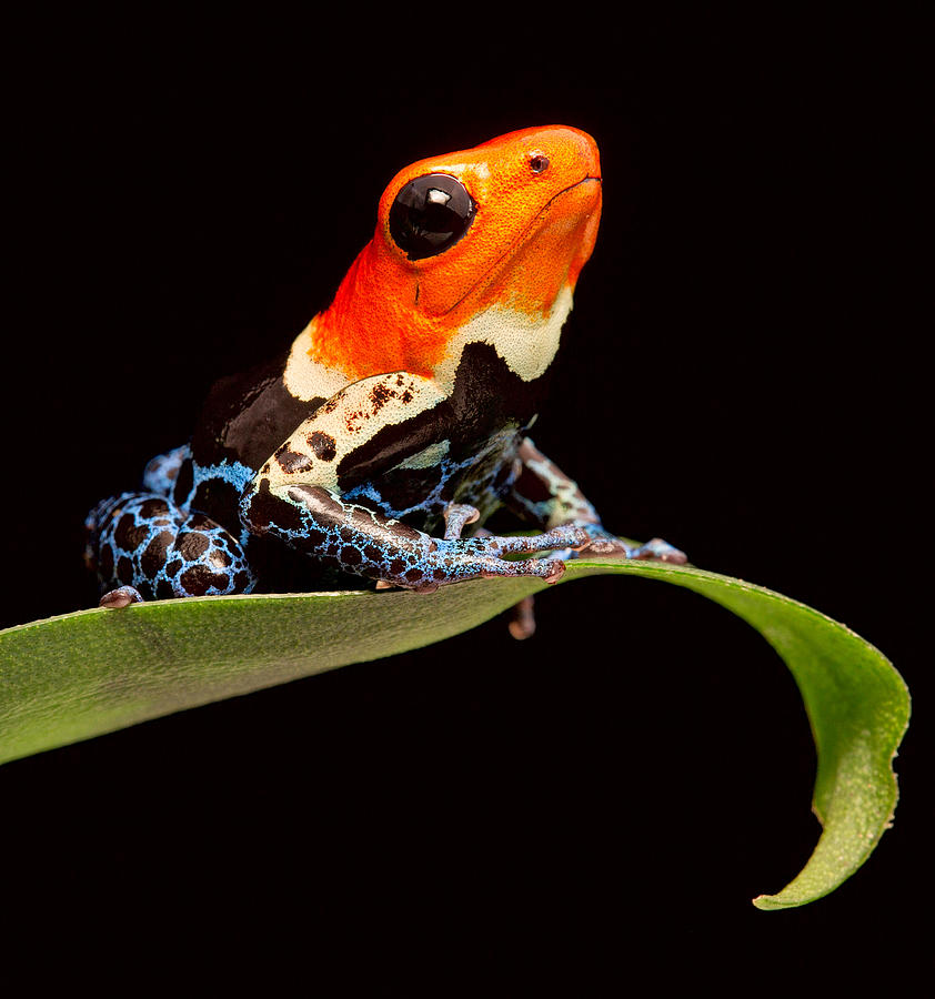 Frog Photograph - Red Headed Poison Dar Frog by Dirk Ercken