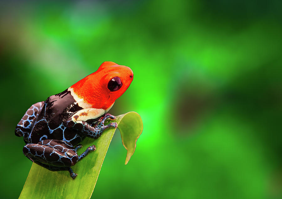 Red Headed Poison Dart Frog Photograph by Dirk Ercken