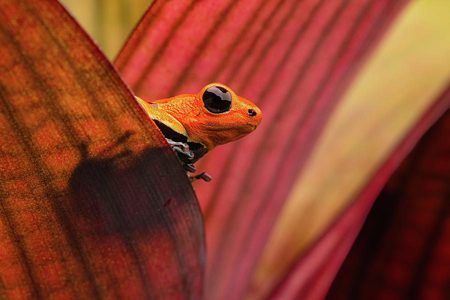 red headed poison dart frog Peru Photograph by Dirk Ercken