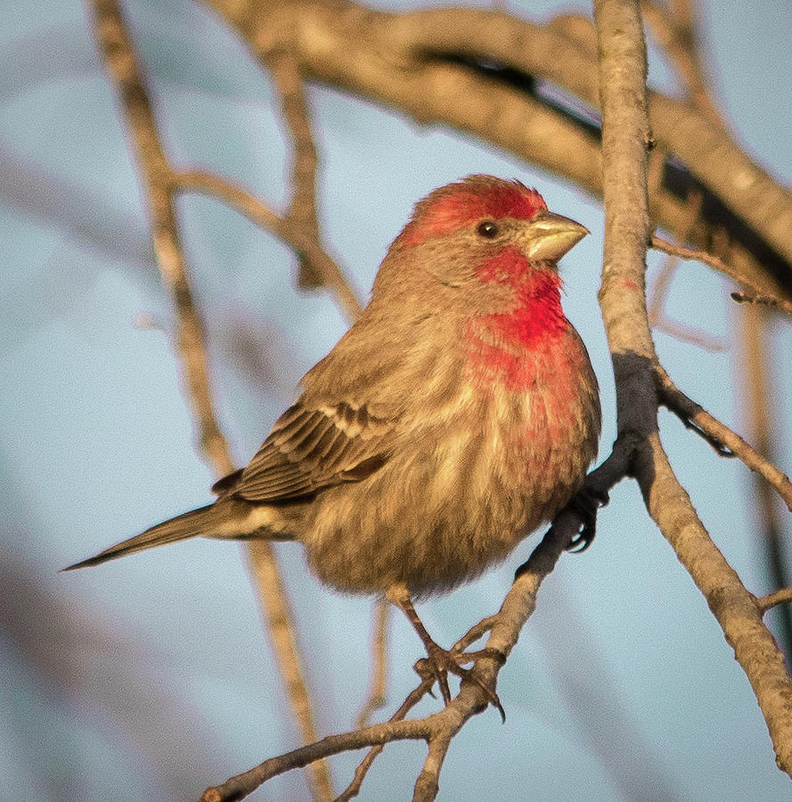 Red Capped Sparrow