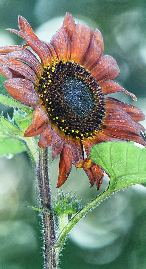 Red Headed Sunflower  Photograph by Robert Fawcett