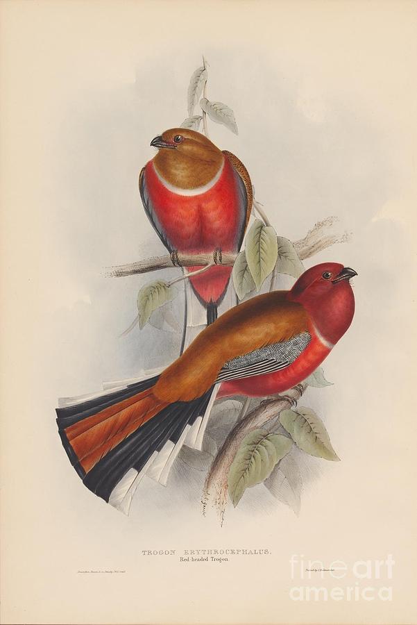 Red-headed Trogon Painting by Celestial Images