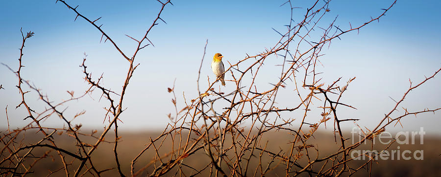 Red Headed Weaver Bird in Botswana Africa Photograph by THP Creative