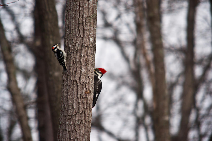 Red Headed Woodpecker 2 Photograph