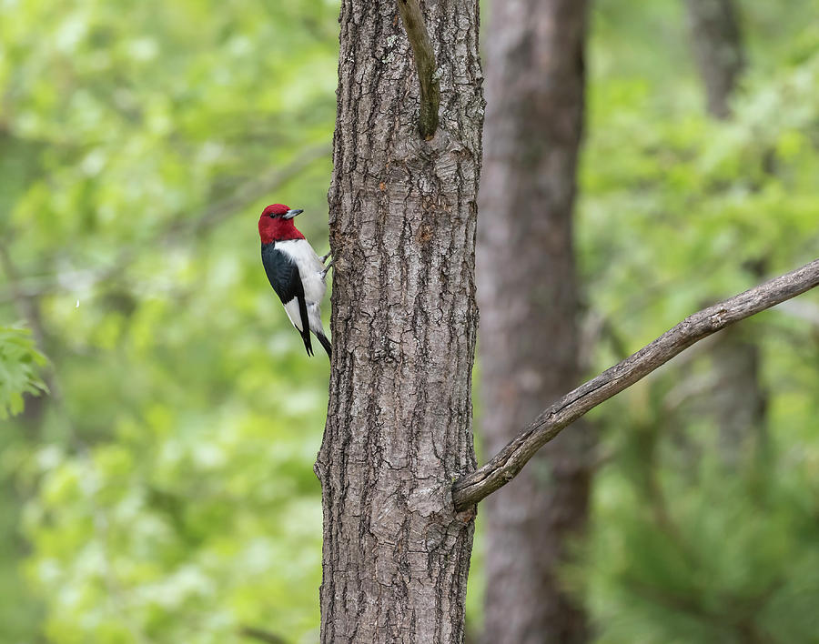 Red-headed Woodpecker 2017-1 Photograph by Thomas Young