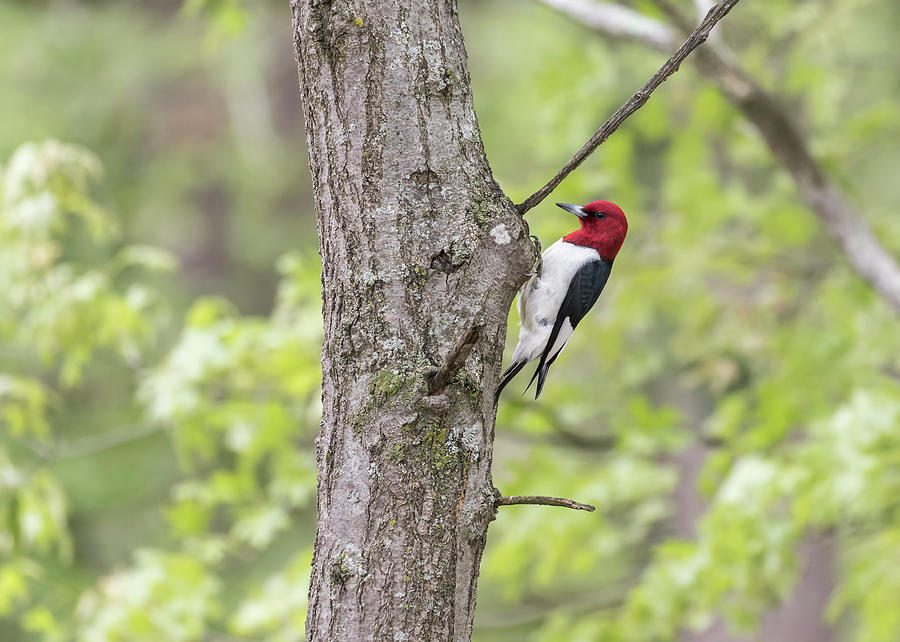 Woodpecker Photograph - Red-headed Woodpecker 2017-2 by Thomas Young
