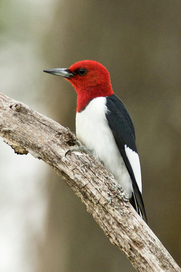 Red-headed Woodpecker 4255 Photograph by Michael Peychich