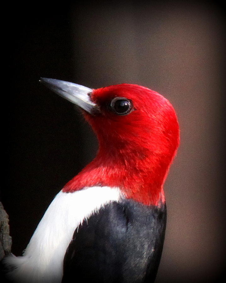 Red-headed Woodpecker - 7105-003 Photograph by Travis Truelove
