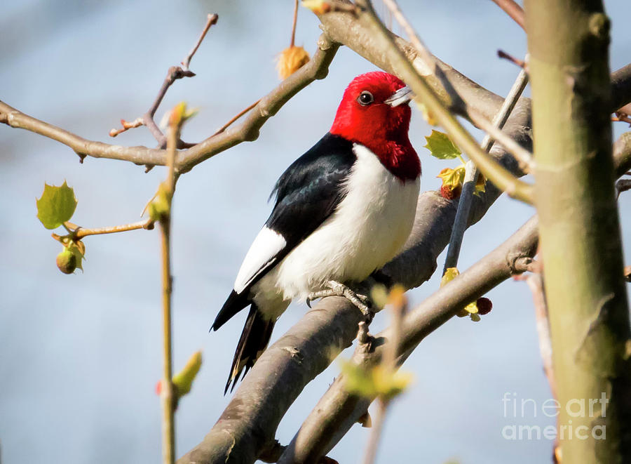 Canon Photograph - Red-headed Woodpecker At A Glace by Ricky L Jones Canon Photograph - Red-headed Woodpecker At A Glace by Ricky L Jones