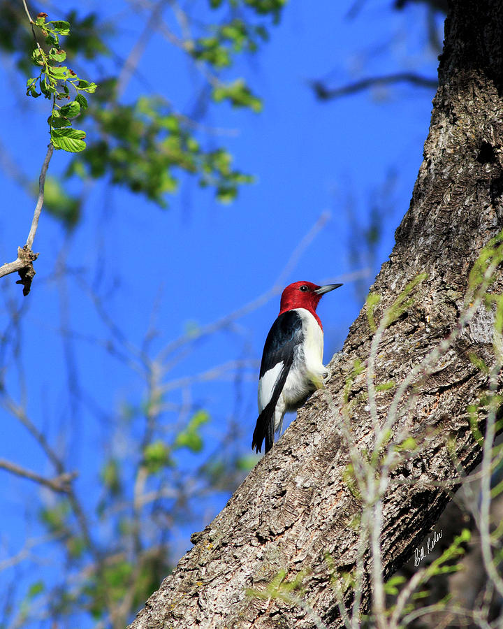 Red-headed Woodpecker Photograph by Bill Kesler