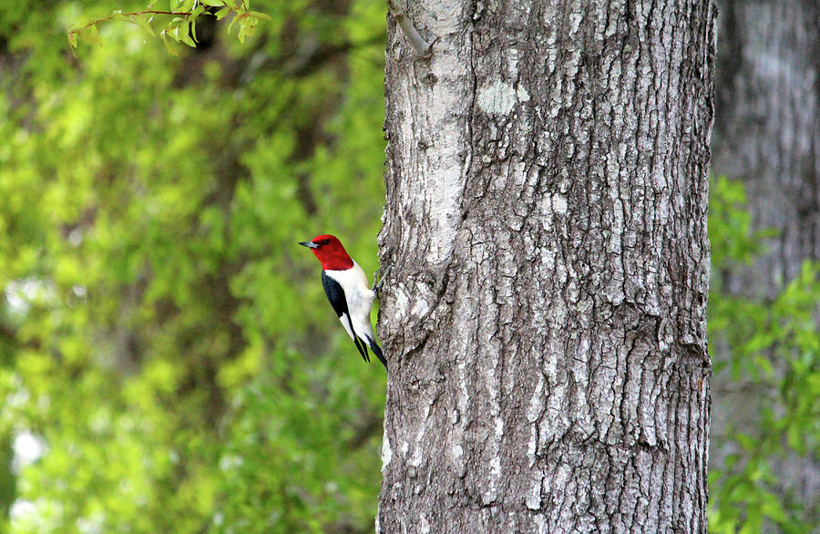 Red-headed Woodpecker Photograph by Cynthia Guinn