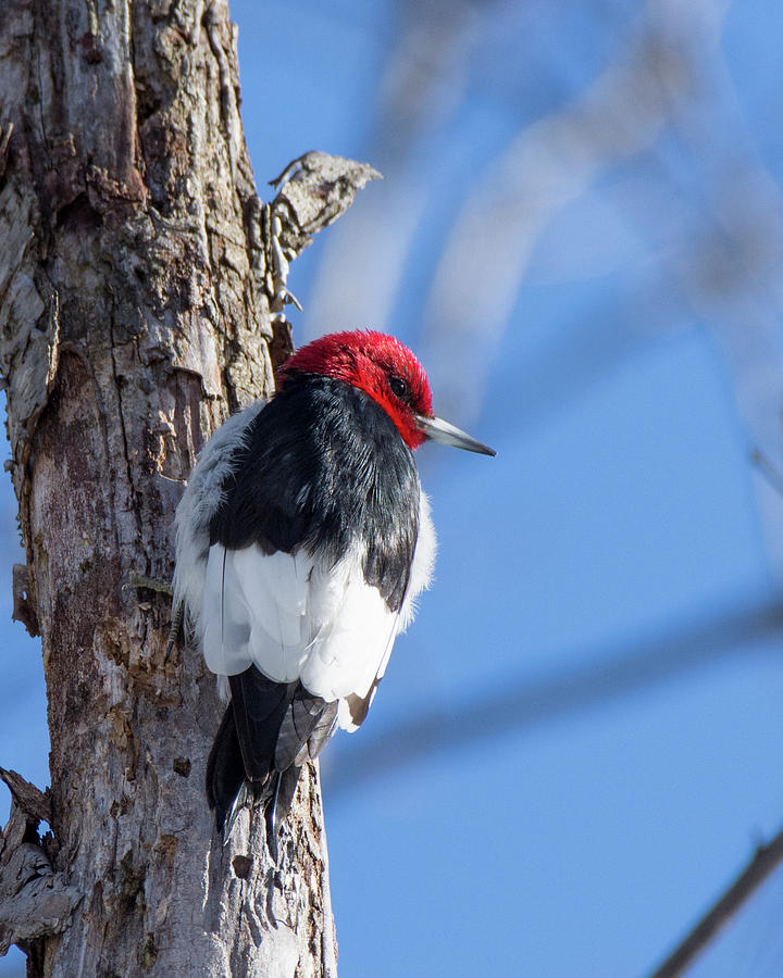 Red-Headed Woodpecker Photograph by Deborah Ritch