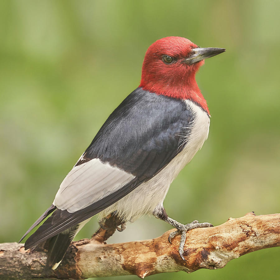 Woodpecker Photograph - Red-Headed Woodpecker Eyes A Photographer by Jim Hughes