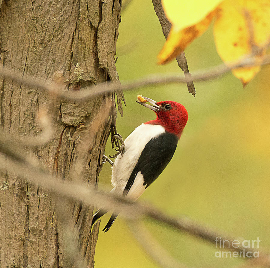Red Headed Woodpecker Feeding Photograph by Dennis Hammer