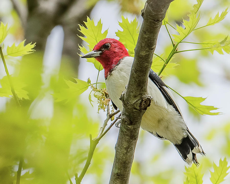 Woodpecker Photograph - Red-Headed Woodpecker In Spring by Morris Finkelstein