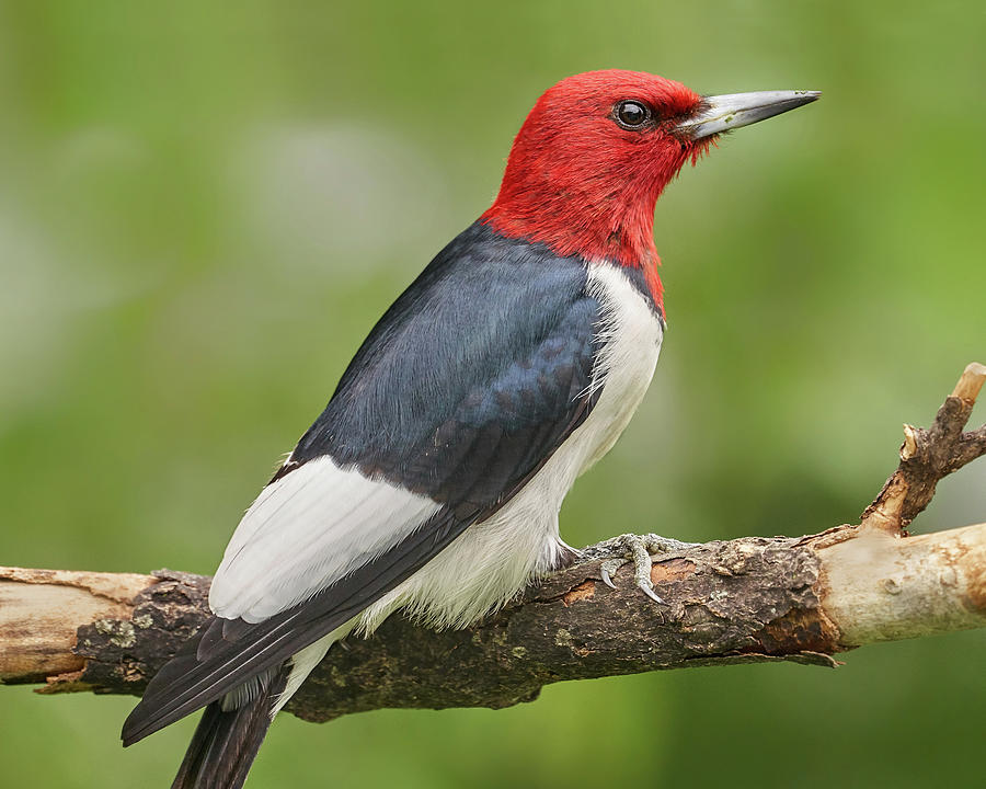 Woodpecker Photograph - Red-Headed Woodpecker by Jim Hughes