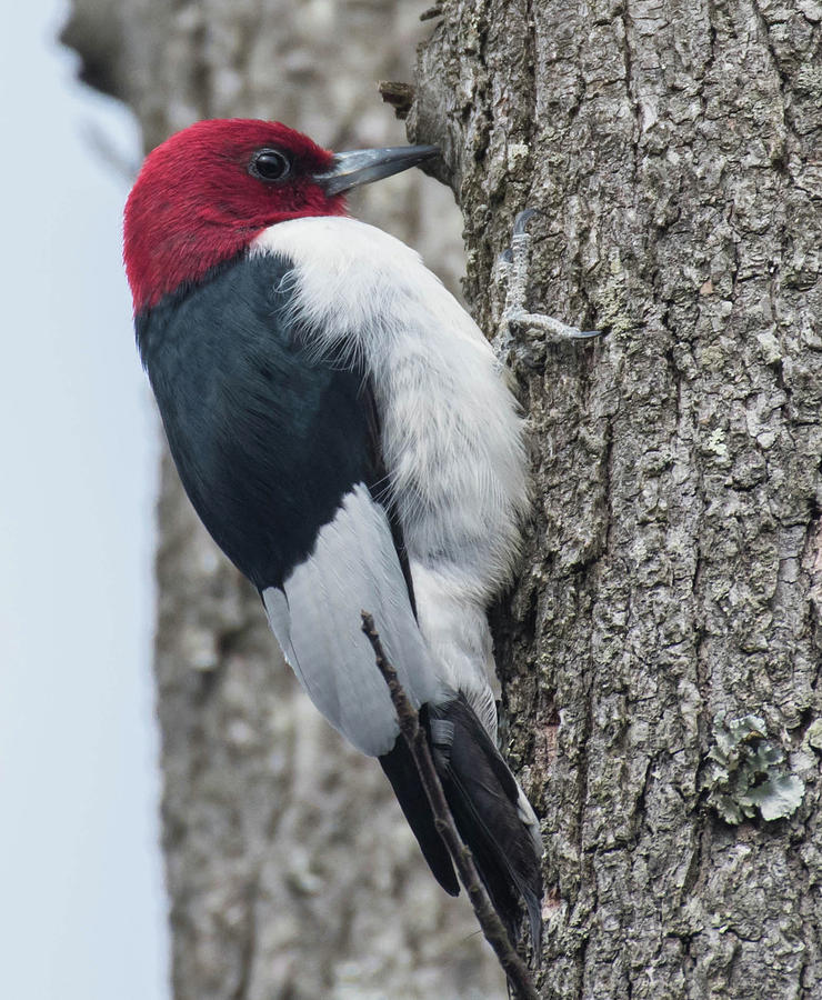 Red-headed Woodpecker Photograph by Jody Partin