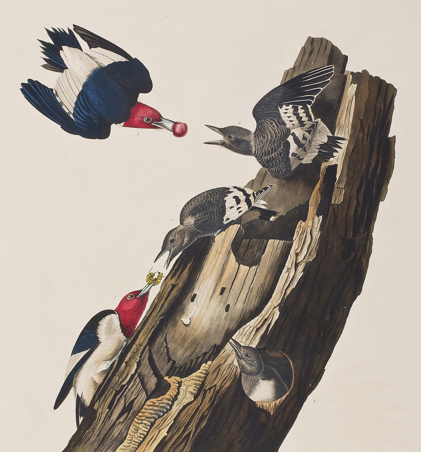 John James Audubon Painting - Red headed Woodpecker by John James Audubon