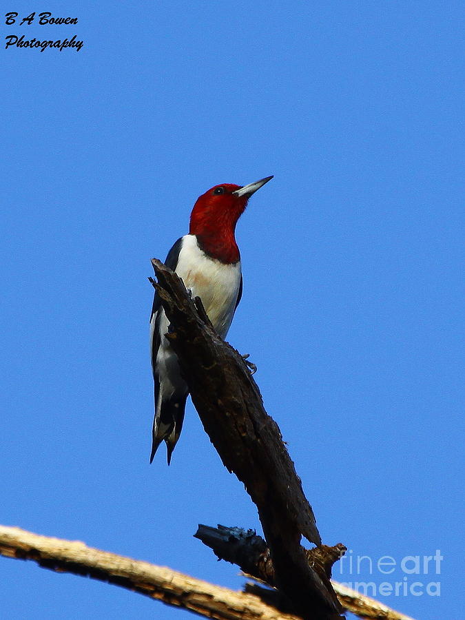 Red Headed Woodpecker on a Snag Photograph by Barbara Bowen