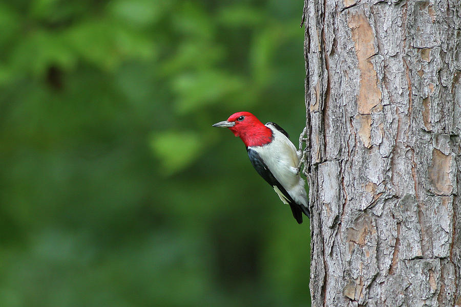 Red-headed Woodpecker on Pine Tree Photograph by Ronnie Maum