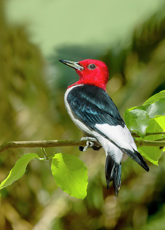 Red-Headed Woodpecker Portrait Photograph by Kay Brewer