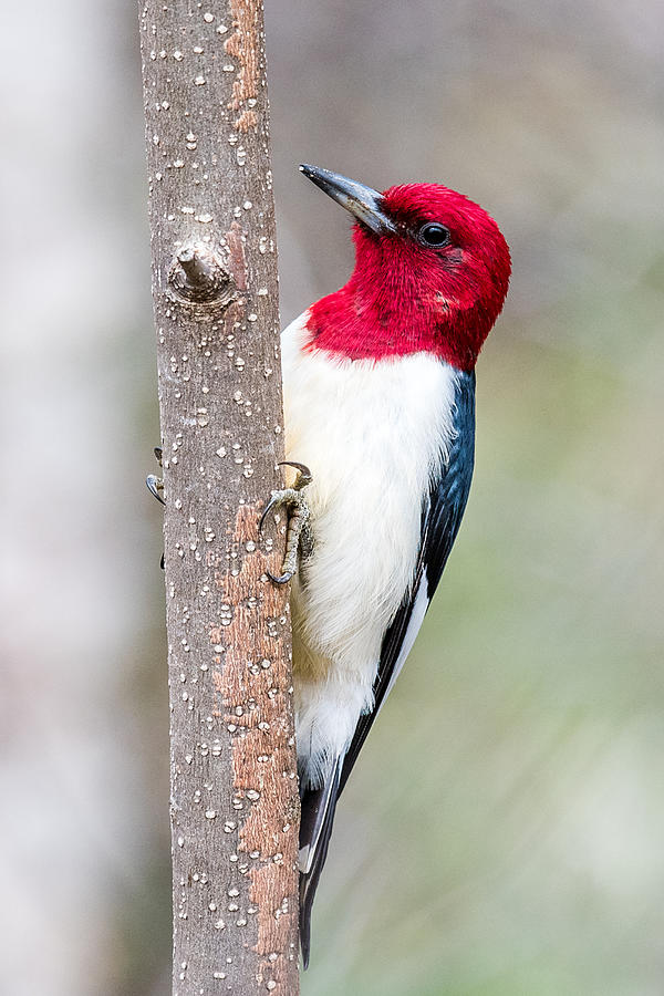 Red Headed woodpecker portrait Photograph by Paul Freidlund