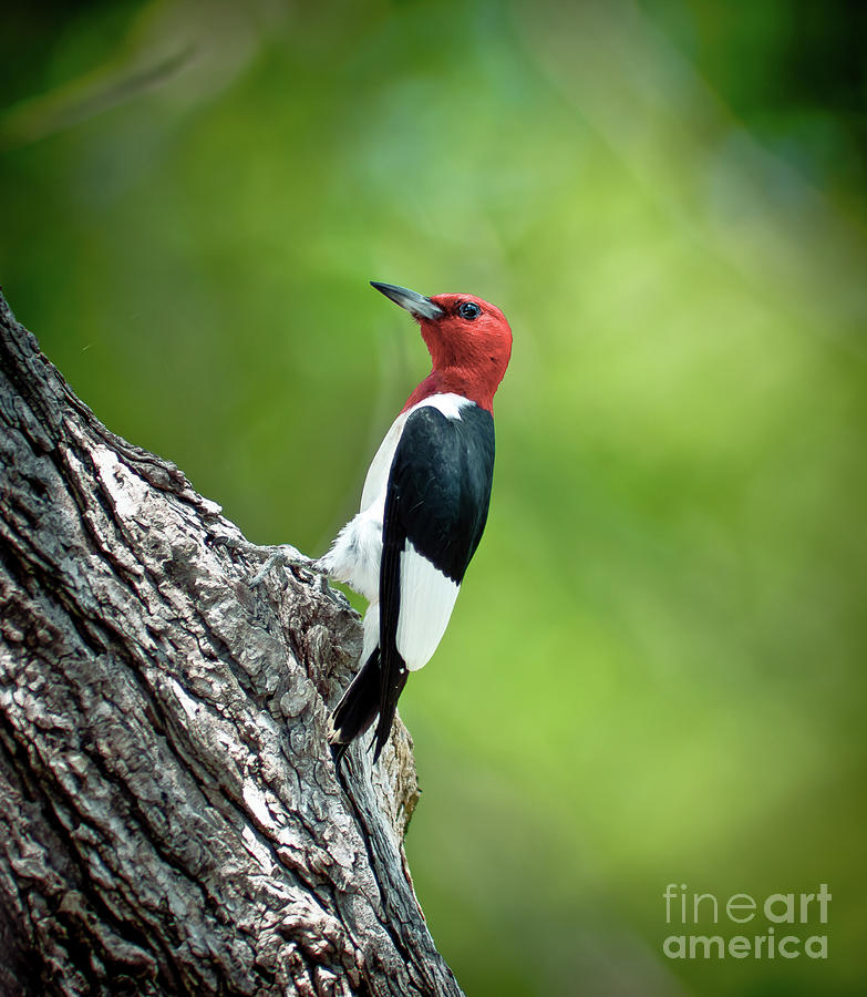 Nature Photograph - Red Headed Woodpecker Portrait by Robert Frederick