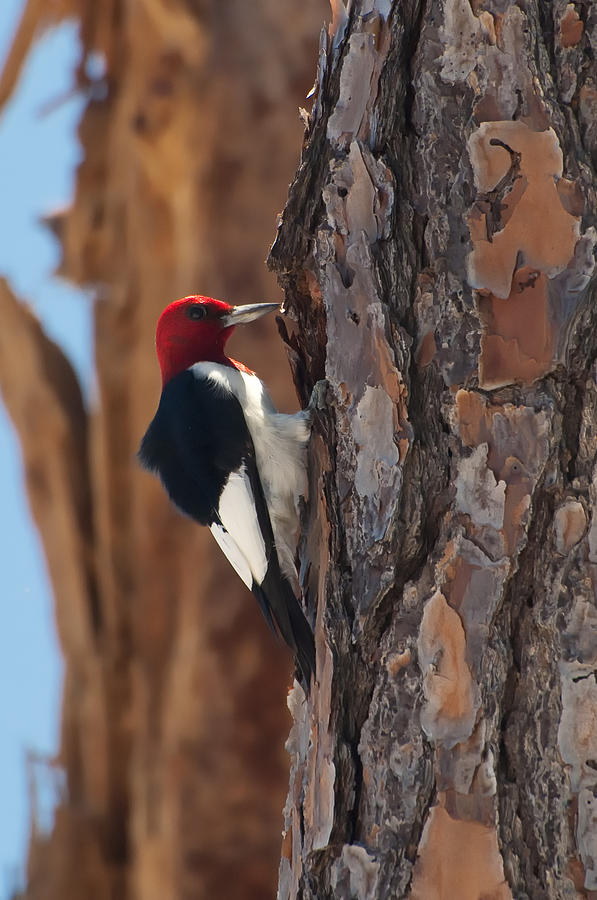 Nature Photograph - Red Headed Woodpecker by Richard Leighton