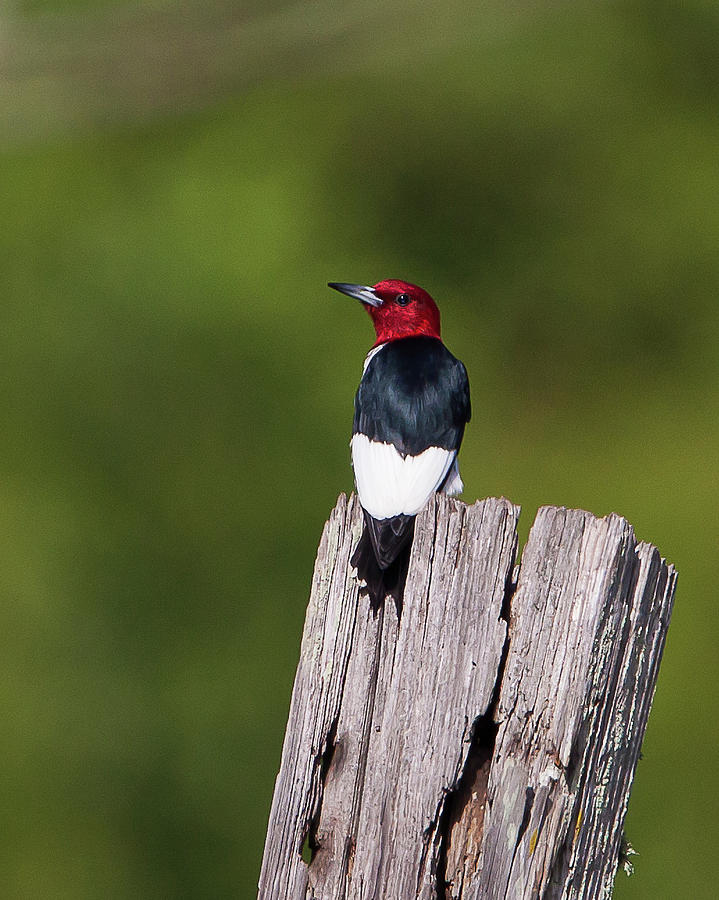 Red-headed Woodpecker Photograph by Ronnie Maum