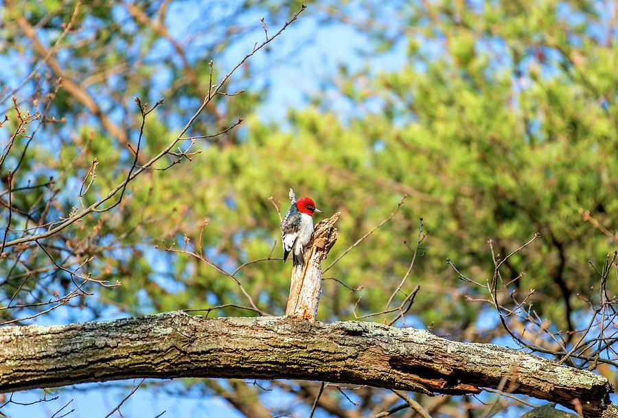 Red Headed Woodpecker searching for food on an Oak tree on a Spr Photograph by Patrick Wolf