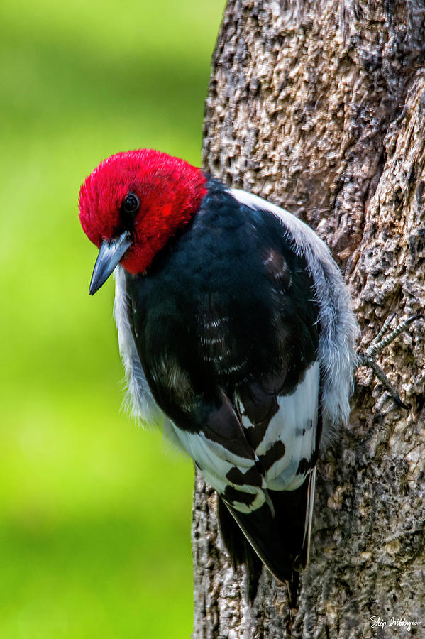 Red-headed Woodpecker Photograph by Skip Tribby