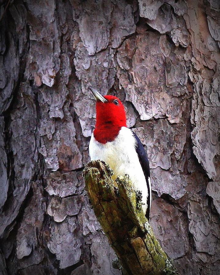 Red-headed Woodpecker Photograph by Travis Truelove