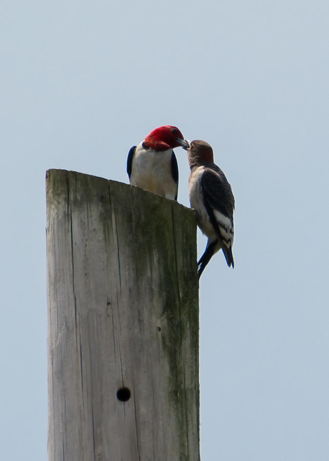 Red Headed Woodpeckers Photograph by Holden The Moment