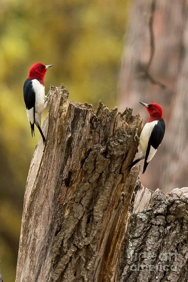 Red Headed Woodpeckers Photograph by Natural Focal Point Photography