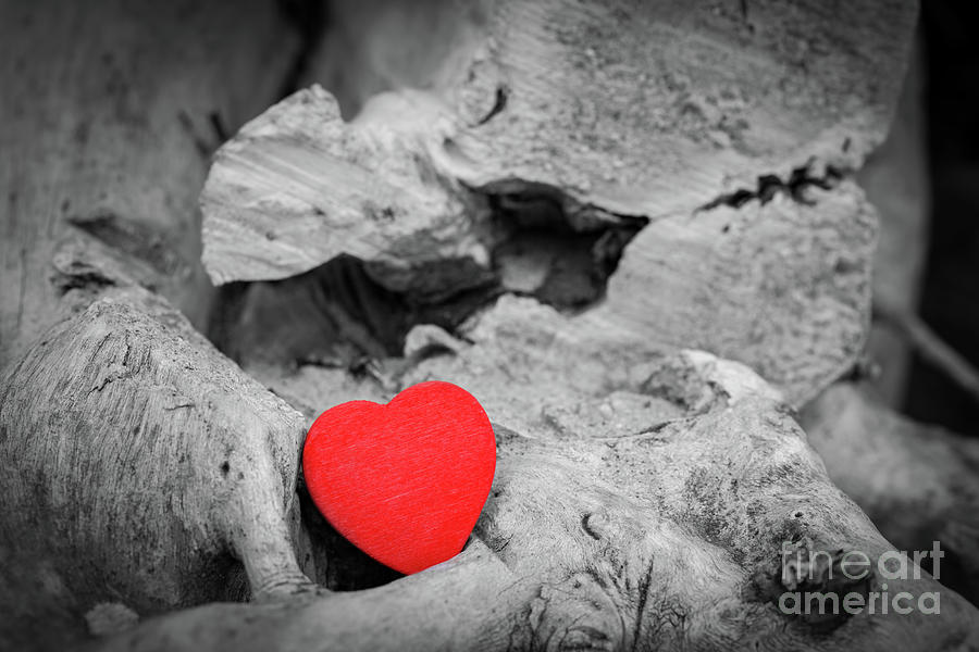 Red heart in a tree trunk and branches. Love symbol. Red against black and white Photograph by Michal Bednarek