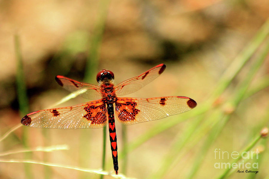 Red Hearts Dragonfly Art Photograph by Reid Callaway